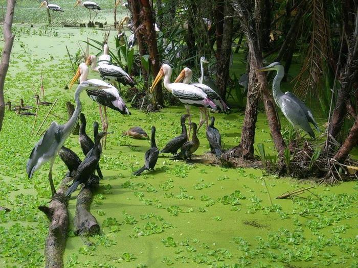 Mui Ca Mau <br> World Biosphere Reserve