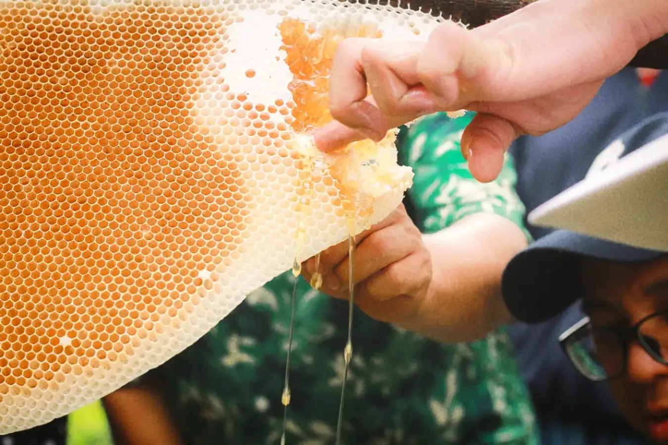 Honey beekeeping