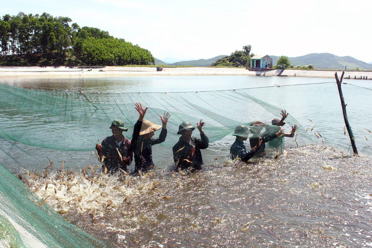 Shrimp farming industry