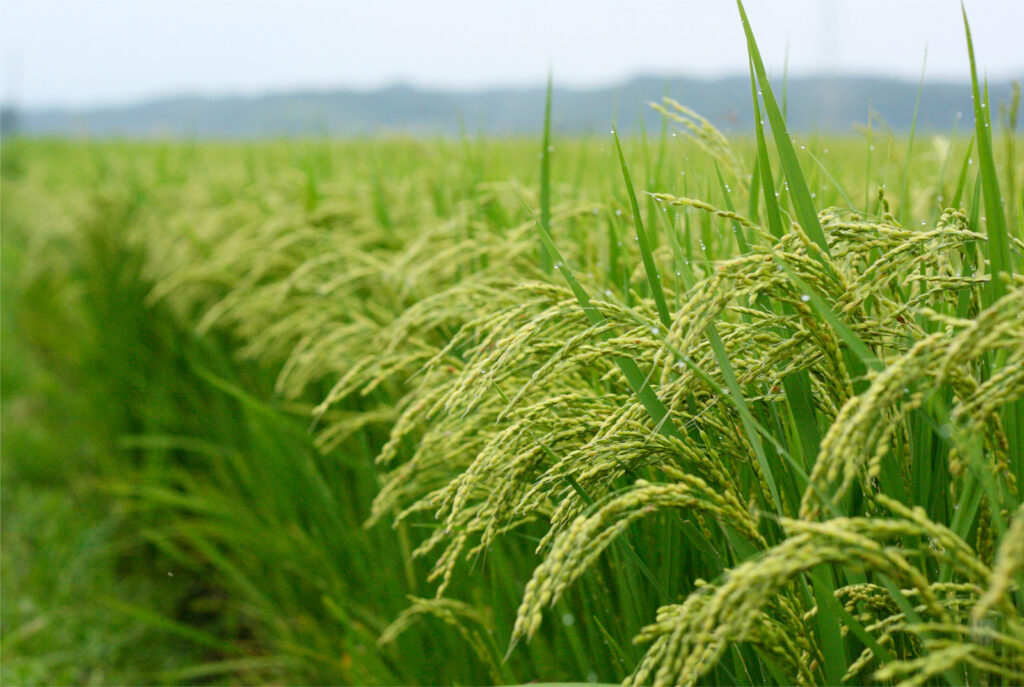 rice-farm